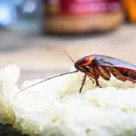 ingrediente para matar baratas e com certeza você tem na cozinha