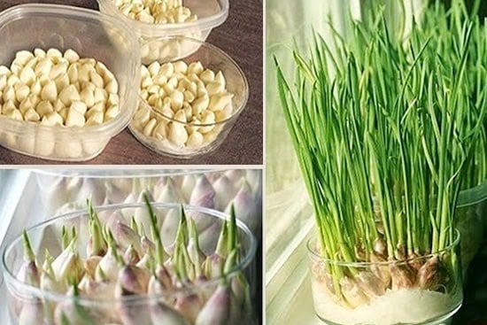 como cultivar alho em casa