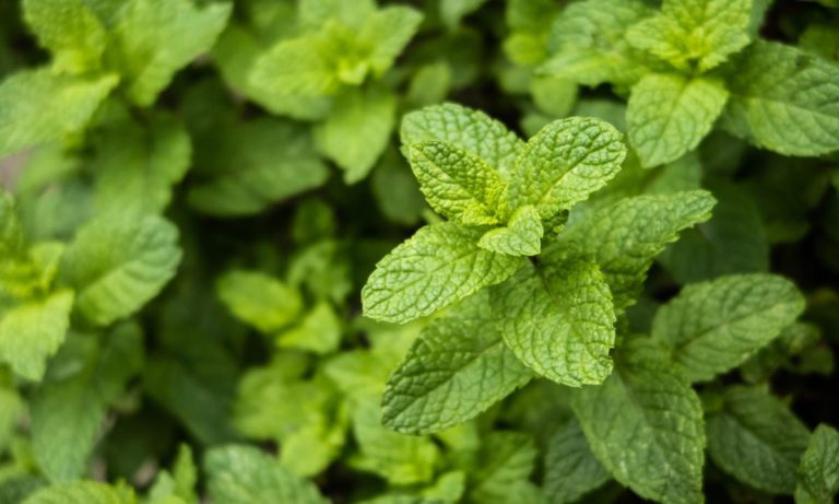 menta