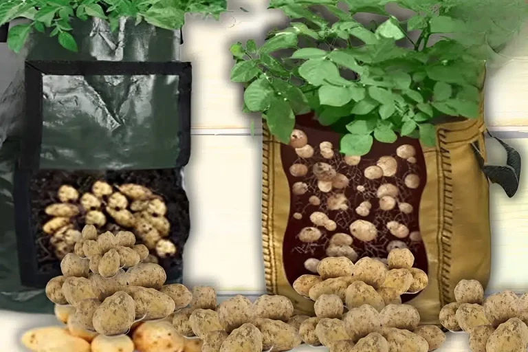 como plantar batata