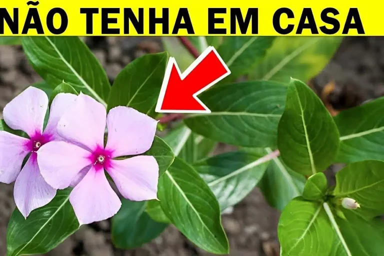 plantas perigosas