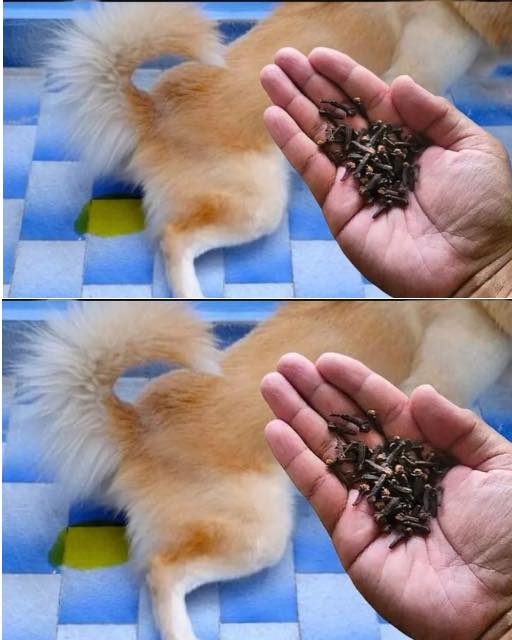 animais urinando dentro de casa
