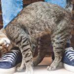 gatos