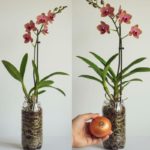 apenas 1 cebola! e a orquídea floresce o ano todo