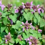 lamium purpureum